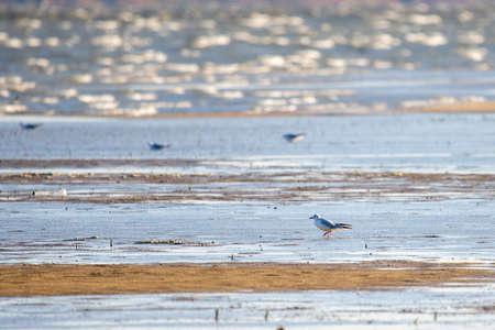 A pretty seagull walking along the seashore.の写真素材