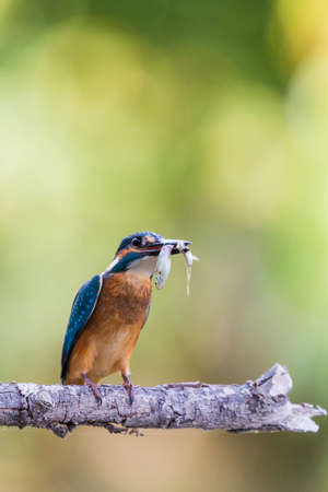 Common kingfisher or Alcedo atthis sitting on a branch with fish.の写真素材