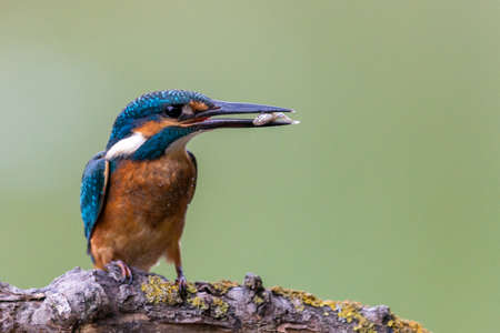 Common kingfisher or Alcedo atthis sitting on a branch with fish.の写真素材