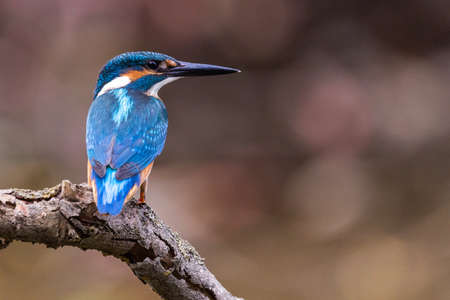 Interested common kingfisher, alcedo atthis, perched in nature from back view. Attractive male bird with bright blue plumage looking sideways in spring wilderness.の写真素材