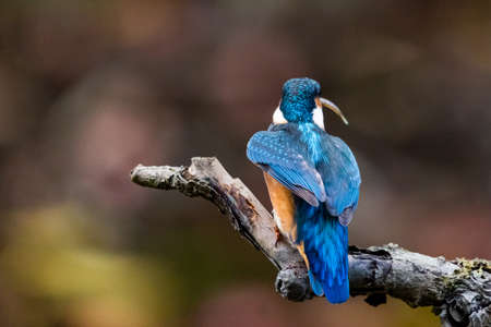 Interested common kingfisher, alcedo atthis, perched in nature from back view. Attractive male bird with bright blue plumage looking sideways in spring wilderness.の写真素材