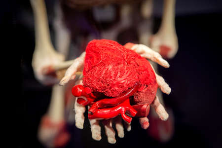 Russia, Moscow, 2021 May 31: Human Anatomy Exhibition by Gunther von Hagens. The anatomist invented the technique for preserving biological tissue specimens called plastination.のeditorial素材