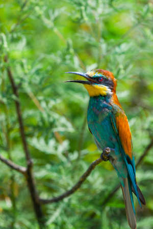 European bee-eater or Merops apiaster is sitting on a twig.の写真素材
