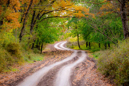 Dirt road in autumn forest in fog. Colorful landscape with beautiful enchanted trees with orange and red leaves in fall. Mystical woods in october. Woodland.の写真素材
