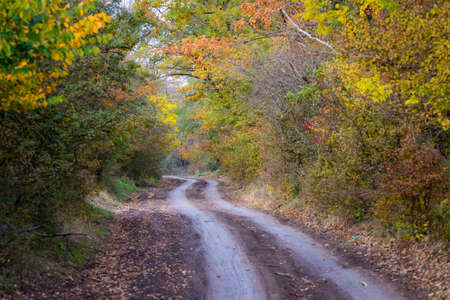 Dirt road in autumn forest in fog. Colorful landscape with beautiful enchanted trees with orange and red leaves in fall. Mystical woods in october. Woodland.の写真素材
