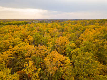 Autumn forest trees foliage top view. natural backgroundの写真素材