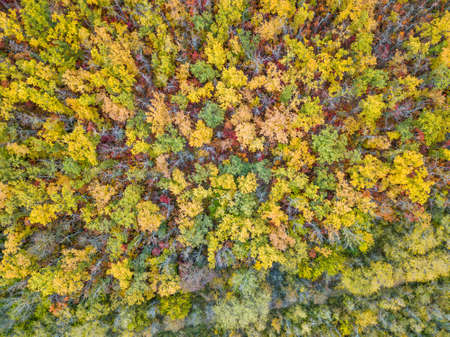 Autumn forest trees foliage top view. natural background