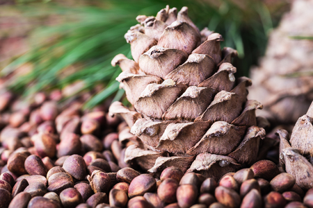 Cedar pine cone with pine nuts close-up with copyspace. Vegetarian vegan vegetable protein, vitamin, supplement, healthy food.の写真素材