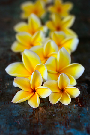 Yellow frangipani plumeria flowers on dark blue wooden table close-up with copyspace.の写真素材