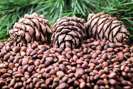 Siberian Cedar pine nuts with cones and green coniferous branches close-up. Healthy food background.の写真素材