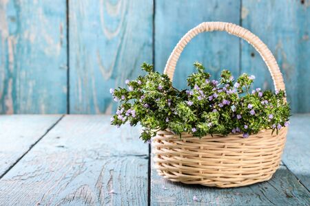 Fresh thyme in a basket over blue rustic wooden background with copyspace. Herbs for healthy tea, alternative medicine, antibacterial herb, antioxidant, seasoning.の写真素材