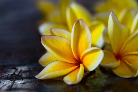 Yellow frangipani plumeria flowers on dark blue wooden rustic table close-up with copyspace. Exotic tropical background.の写真素材