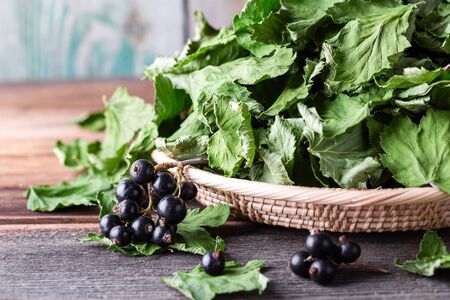 Black currant with green dried leaves on wooden background close-up with copy space. Herbal tea, alternative medicine, vitamin.の写真素材