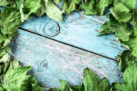 Round frame made of dried black currant leaves on blue old rustic background. Flat lay, top view. Copy space, space for text.の写真素材