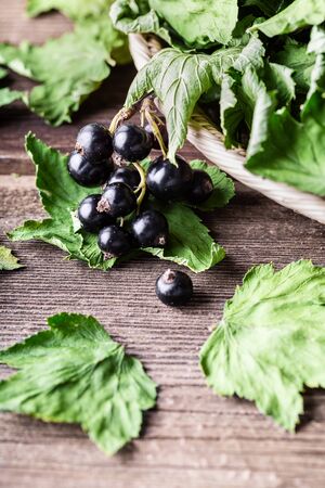 Black currant with green dried leaves on wooden background close-up with copy space. Herbal tea, alternative medicine, vitamin.の写真素材