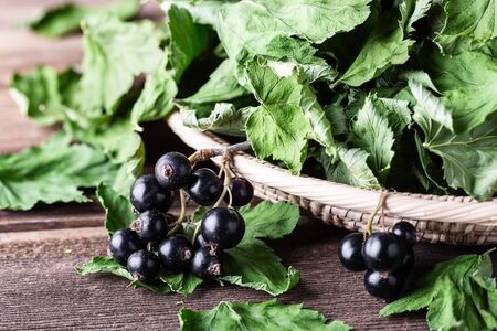 Black currant with green dried leaves on wooden background close-up with copyspace. Herbal tea, alternative medicine, vitamin.の写真素材