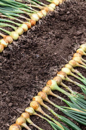 Harvest of fresh ripe organic pesticide free onion on the ground. Set in a row outside to naturally dry before storage. Healthy vegetables.の写真素材