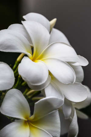 Yellow-white frangipani tropical flowers close up. Spa flowers. Soft focus.の写真素材