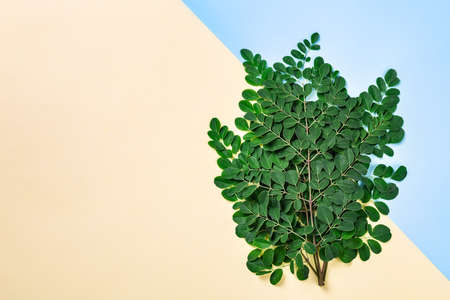 Fresh Moringa leaves (Moringa Oleifera) on yellow and blue background with copyspace. Branches of Moringa tree on paper background with two tone colors. Flatlay, top view. Healthy product, superfood, vitamin.の写真素材