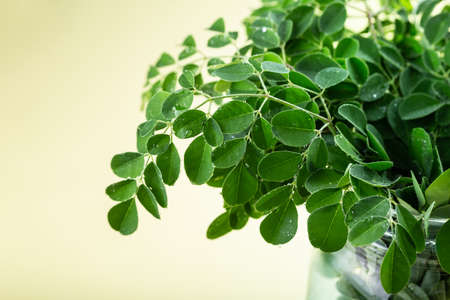 Fresh Moringa leaves (Moringa Oleifera) on yellow background with copyspace. Healthy product, superfood, vitamin, herbal tea, alternative medicine.の写真素材
