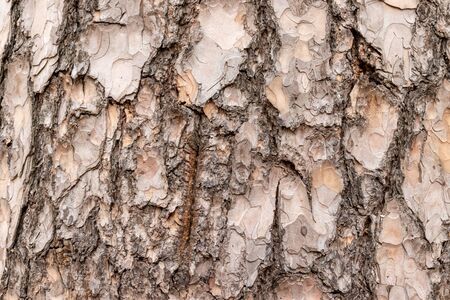 Old pine tree bark texture, wooden background.