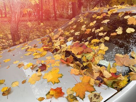 Colorful autumn yellow autumn leaves on a car windshield and hood.の写真素材