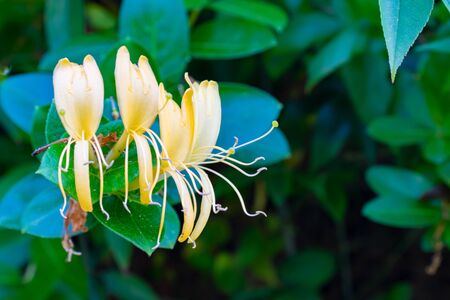 Yellow and white flowers of Japanese honeysuckle also known as Lonicera japonica or Caprifolium perfoliate.の写真素材