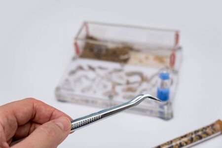 Acrylic ant farm, formicarium with messor ants and tools for care and feeding on a white background.