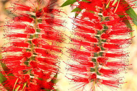 Red tropical background with a flowers of callistemon viminalis, colorful blooming of exotic plantの写真素材