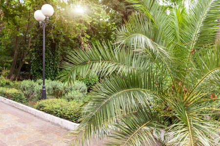 A path in a tropical south park with green palms and a lantern, torch, travelling and journey conceptの写真素材