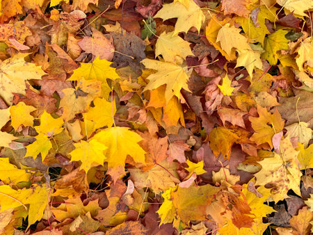 Many colorful yellow gold maple leaves background, fall, autumn backdrop