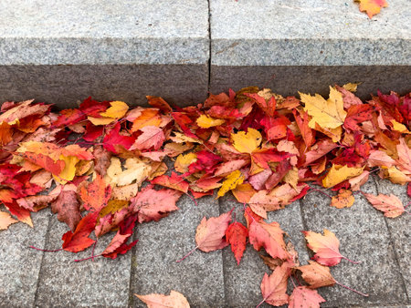 Colorful red and yallow autumn, fall leaves lying on a pavement.の写真素材