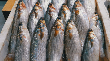 Showcase with Fresh Sea Fish in Ice on the Street Market