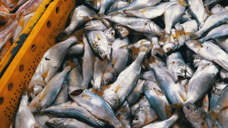 Showcase with Fresh Sea Fish in Ice on the Street Marketの写真素材