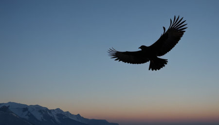 Silhouetted Raven Soaring at Sunsetの素材