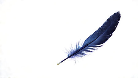Single blue feather on white backgroundの素材