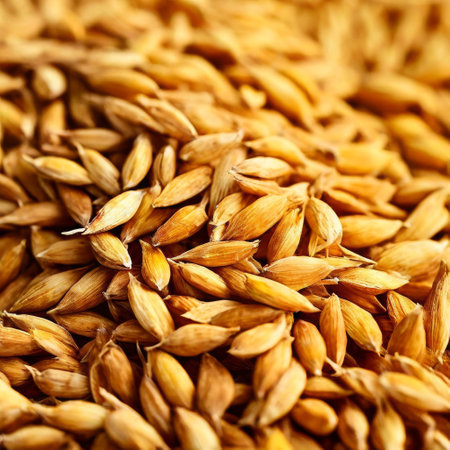 Close-up of dried barley seeds in warm natural lightの素材