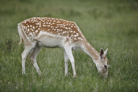 Female Fallow Deer grazing on the fieldの写真素材