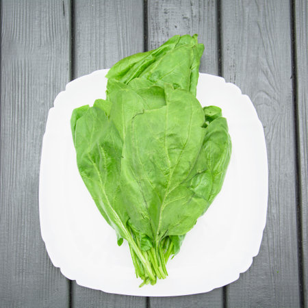 Beautiful juicy fresh fragrant bunch of delicious spinachの写真素材