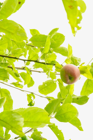 Beautiful orchard with delicious juicy applesの写真素材