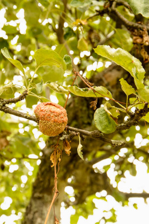 Beautiful orchard with delicious juicy applesの写真素材