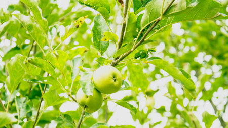 Beautiful orchard with delicious juicy applesの写真素材