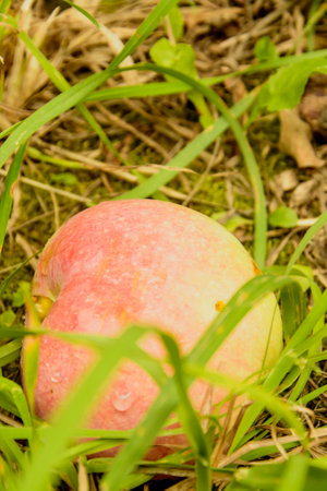 Beautiful orchard with delicious juicy applesの写真素材
