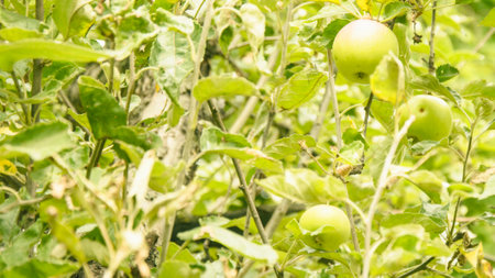 Beautiful orchard with delicious juicy apples