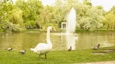 Beautiful large white swans swim on a large azure lakeの写真素材