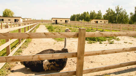Big beautiful African ostriches walk on the ostrich farmの写真素材