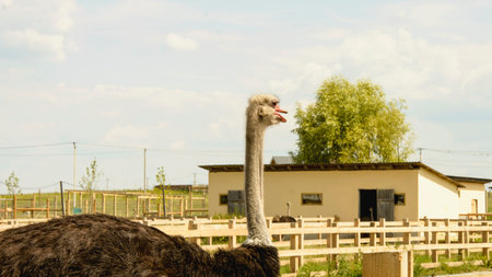Big beautiful African ostriches walk on the ostrich farmの写真素材
