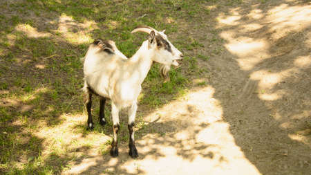 Wild goats are on the farm in summer