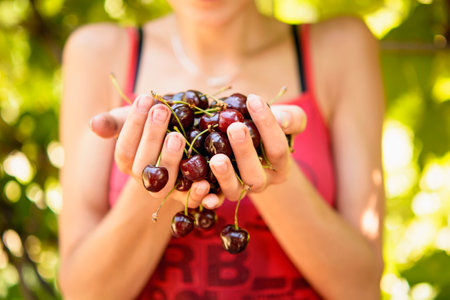 Juicy fresh fragrant ripe red cherries in the hands of a young girlの写真素材