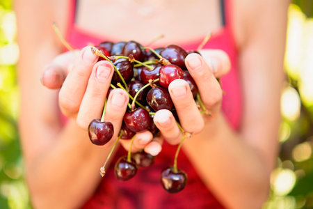Juicy fresh fragrant ripe red cherries in the hands of a young girl